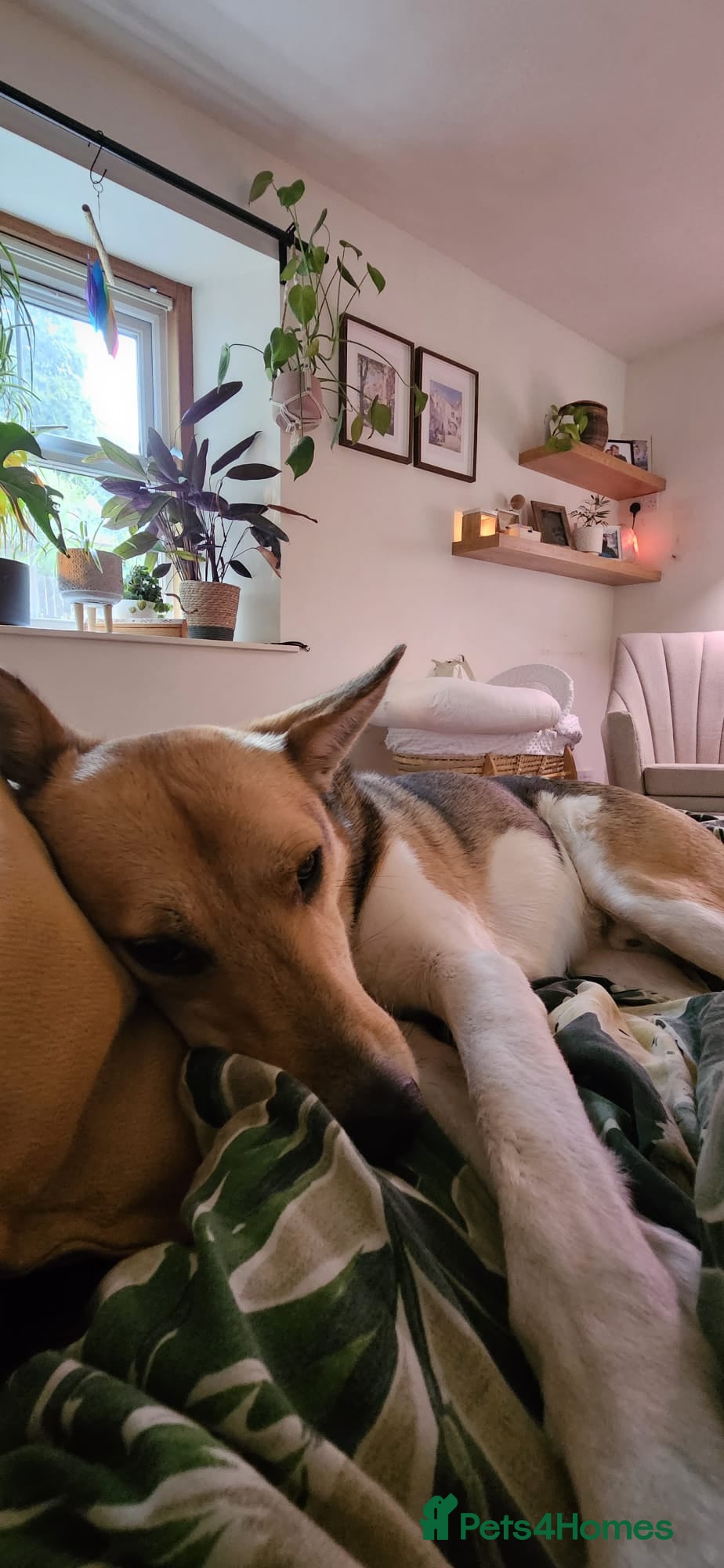 Mixed Breed dogs for adoption: Meet Greisho – the cuddly adventure‑lover in Auchterarder - Advert 11