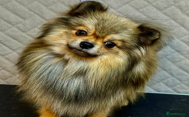 Pomeranian dogs - Advert 1