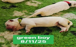 White Swiss Shepherd dogs for sale: KC Reg long-coat White Swiss Sheperd pups for sale - Image 13