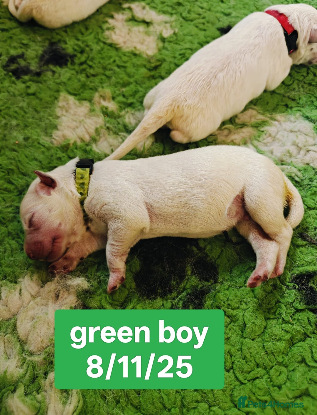 White Swiss Shepherd dogs for sale: KC Reg long-coat White Swiss Sheperd pups for sale - Image 13