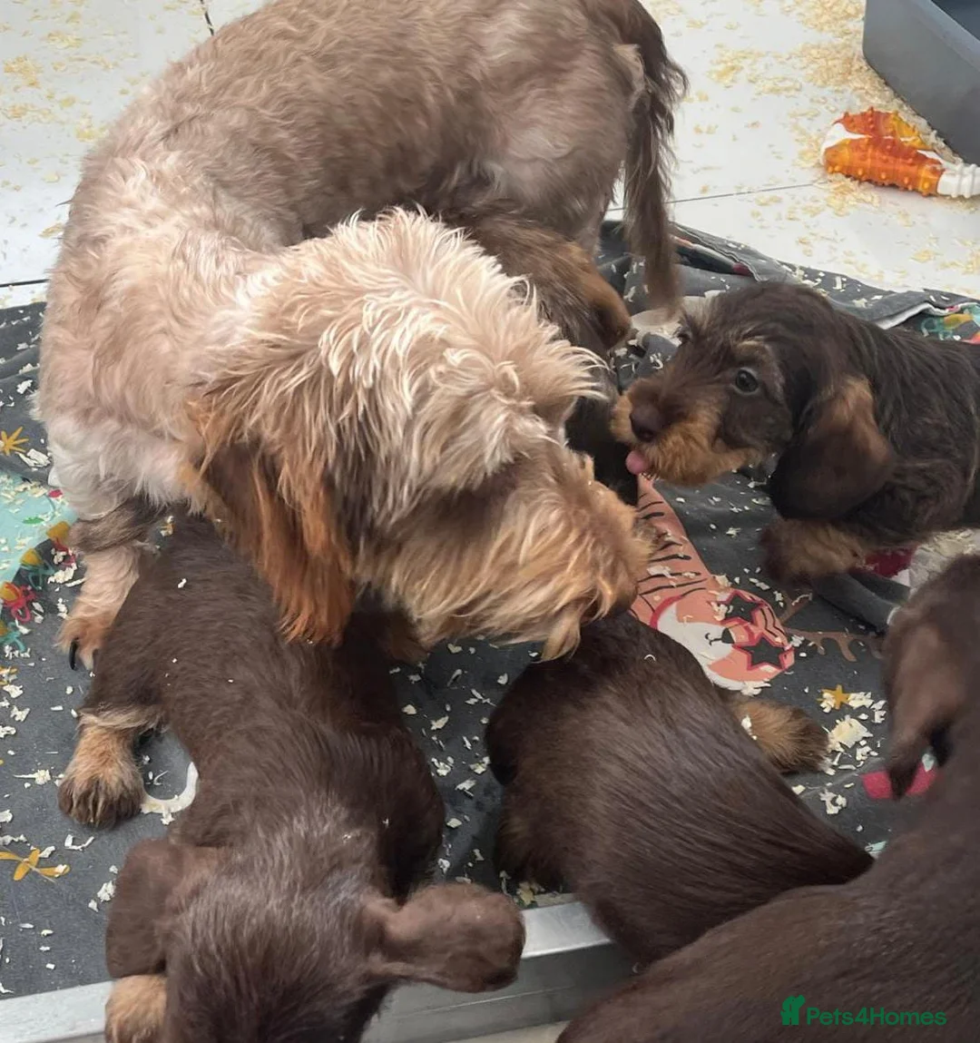 Miniature Dachshund dogs for sale: QUAILTY MINI WIRES KC REG PRA LAFORA CLEAR - Advert 17