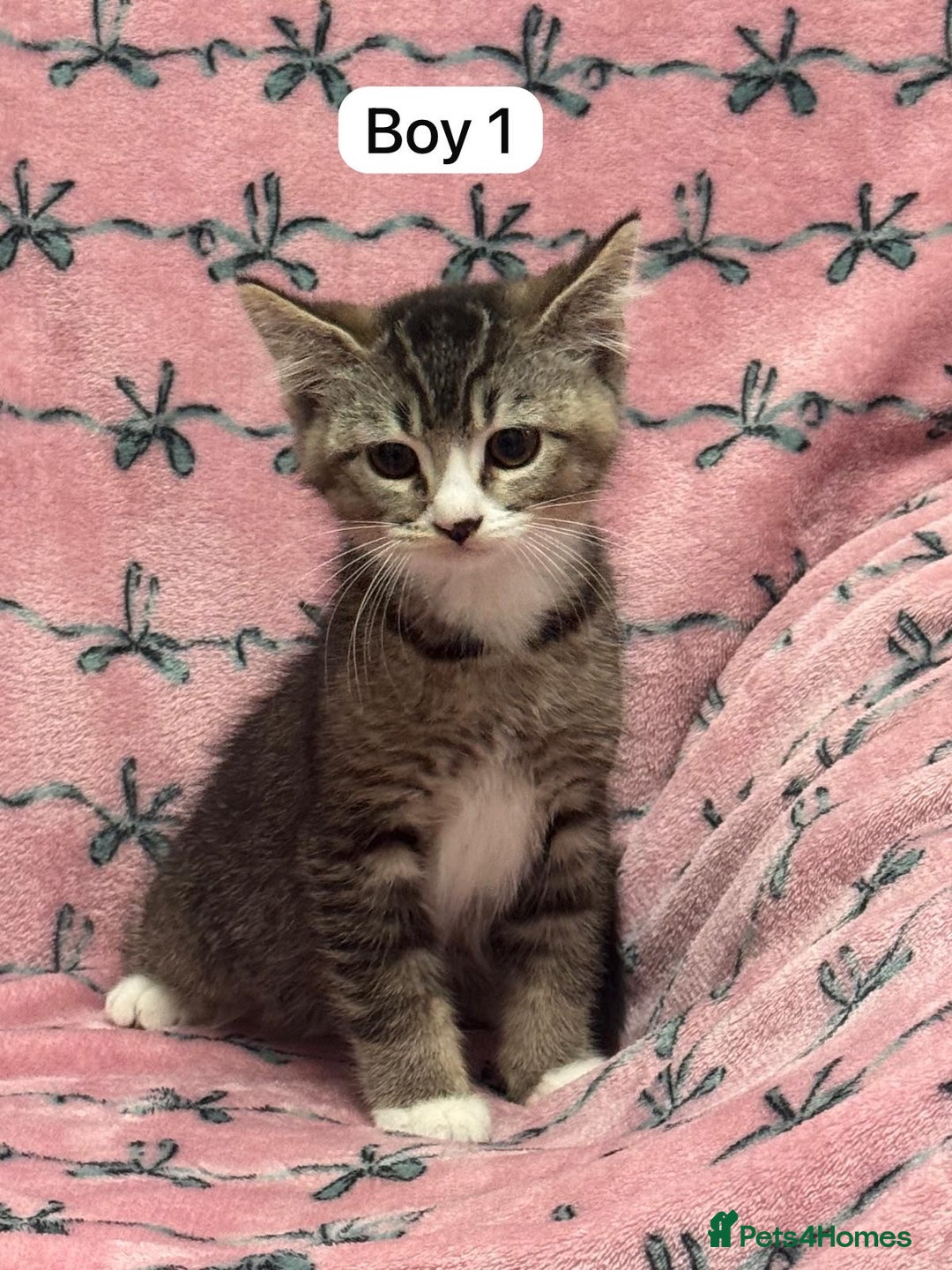 British Shorthair cats for sale: PURE BSH Girl kitten and BSH mix adorable boys - Advert 6