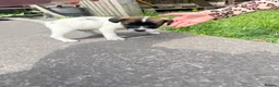 Jack Russell dogs for sale: One little male Jack Russell - Advert 3