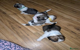 Lhasa Apso dogs for sale: 4 gorgeous Lhasa apso puppies  - Image 2