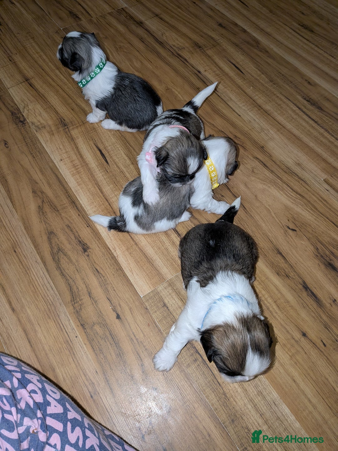 Lhasa Apso dogs for sale: 4 gorgeous Lhasa apso puppies  - Image 2