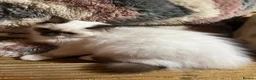 Ragdoll cats for sale: Tica purebred ragdoll kittens  - Advert 7