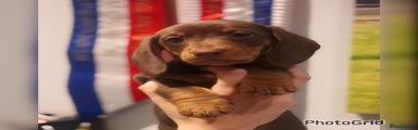 Miniature Dachshund Puppy 1