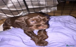 Mixed Breed dogs for sale: Sprockers cross  - Image 7