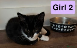 Domestic Shorthair cats for sale: 3 beautiful female Tuxedo Kittens  - Image 7
