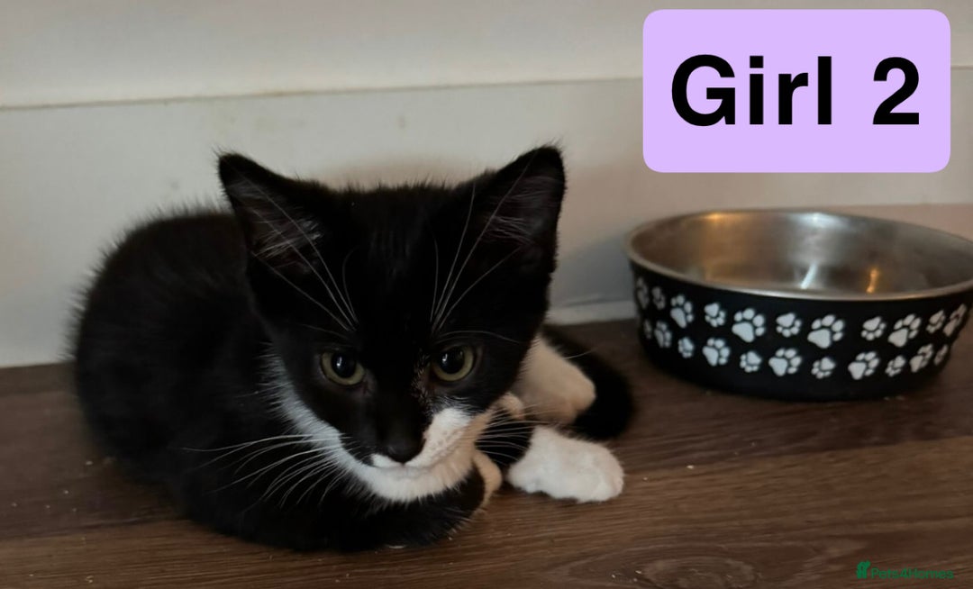 Domestic Shorthair cats for sale: 3 beautiful female Tuxedo Kittens  - Image 7