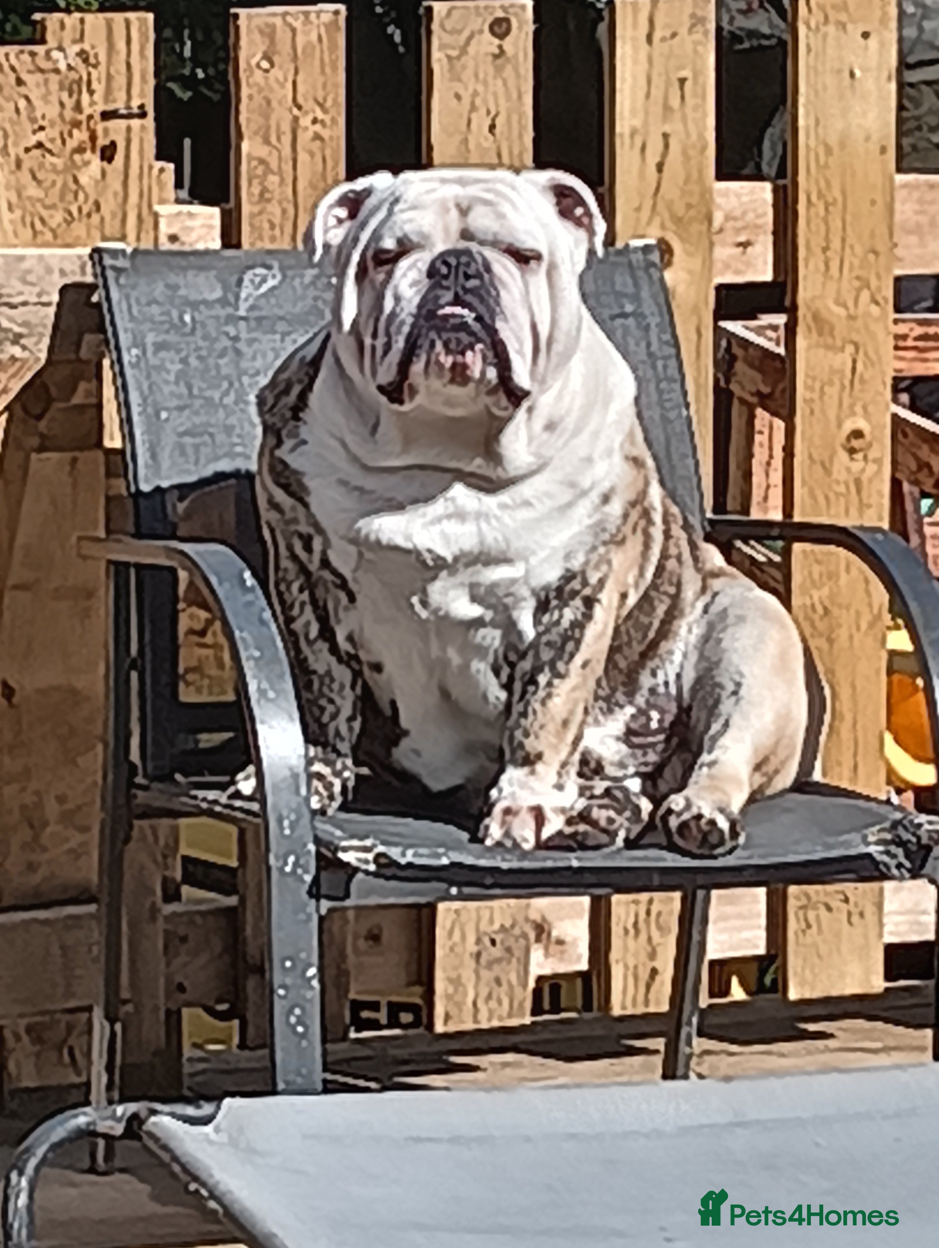 English Bulldog dogs For Stud: Alfie (standard) PROVEN - NOT MERLE  - Advert 21
