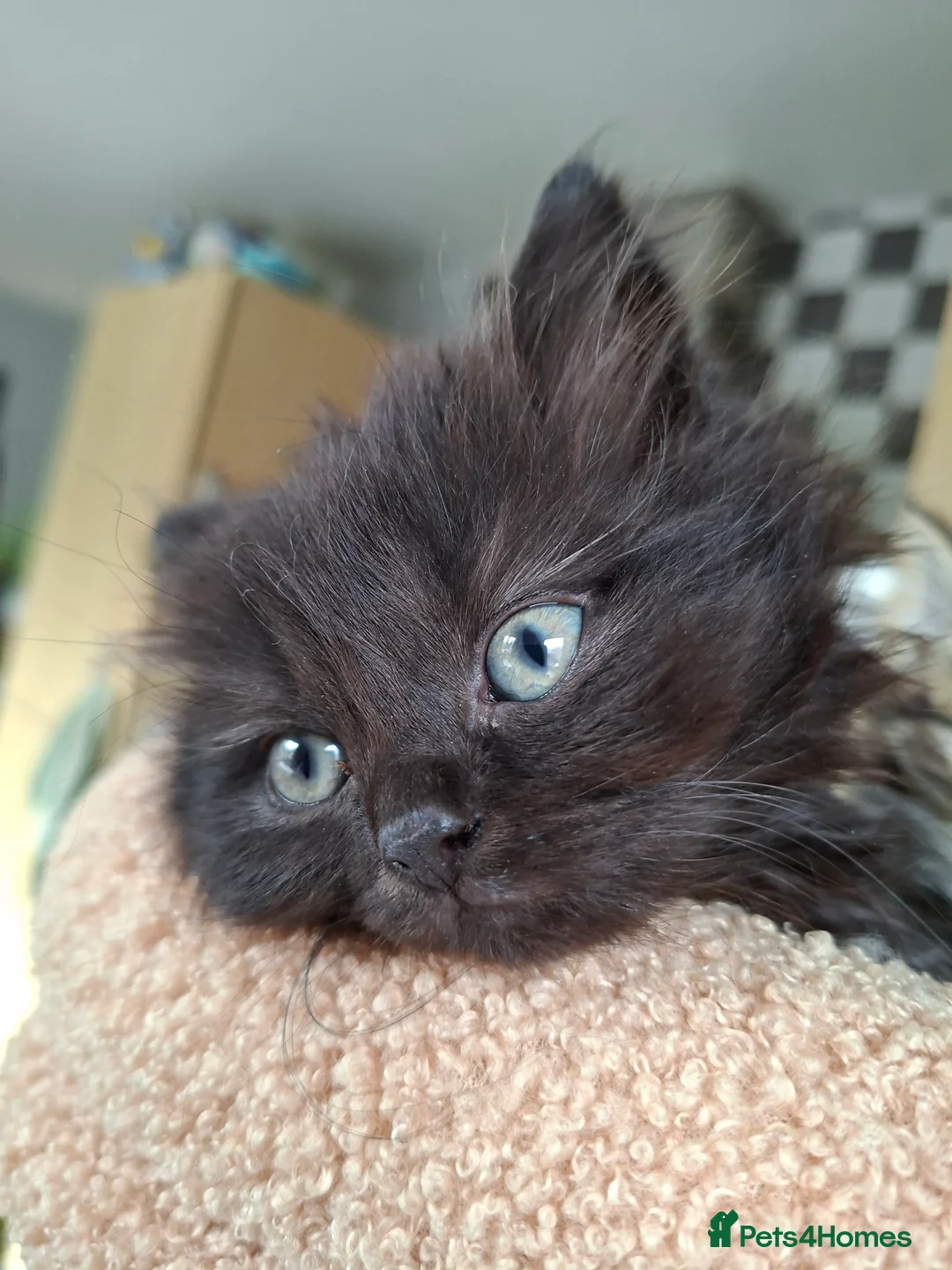 Mixed Breed cats for sale: 2 black kittens ready for their new home - Advert 3