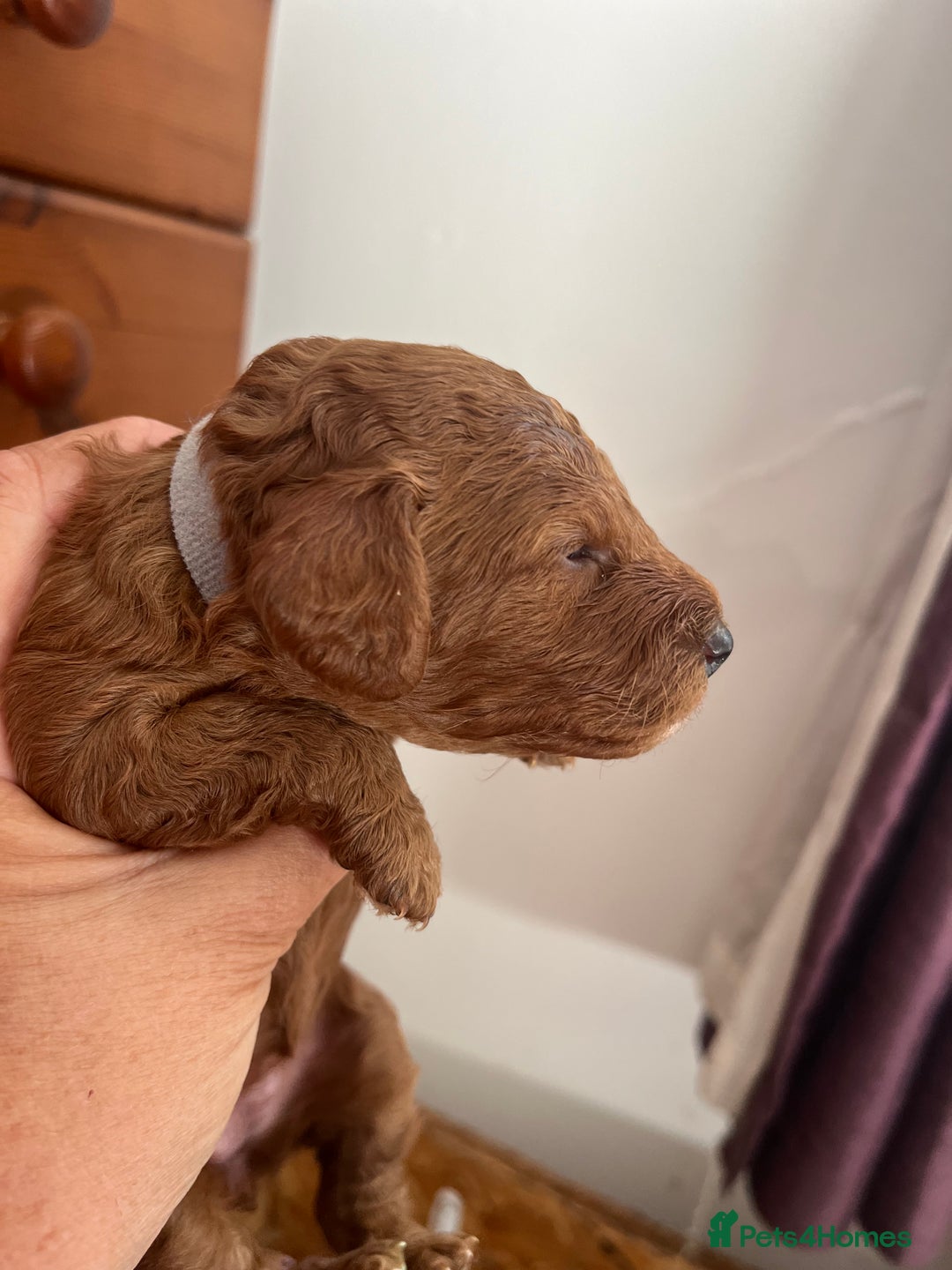 Cockapoo dogs for sale: Gorgeous F1b fox red cockapoo puppies  - Image 16