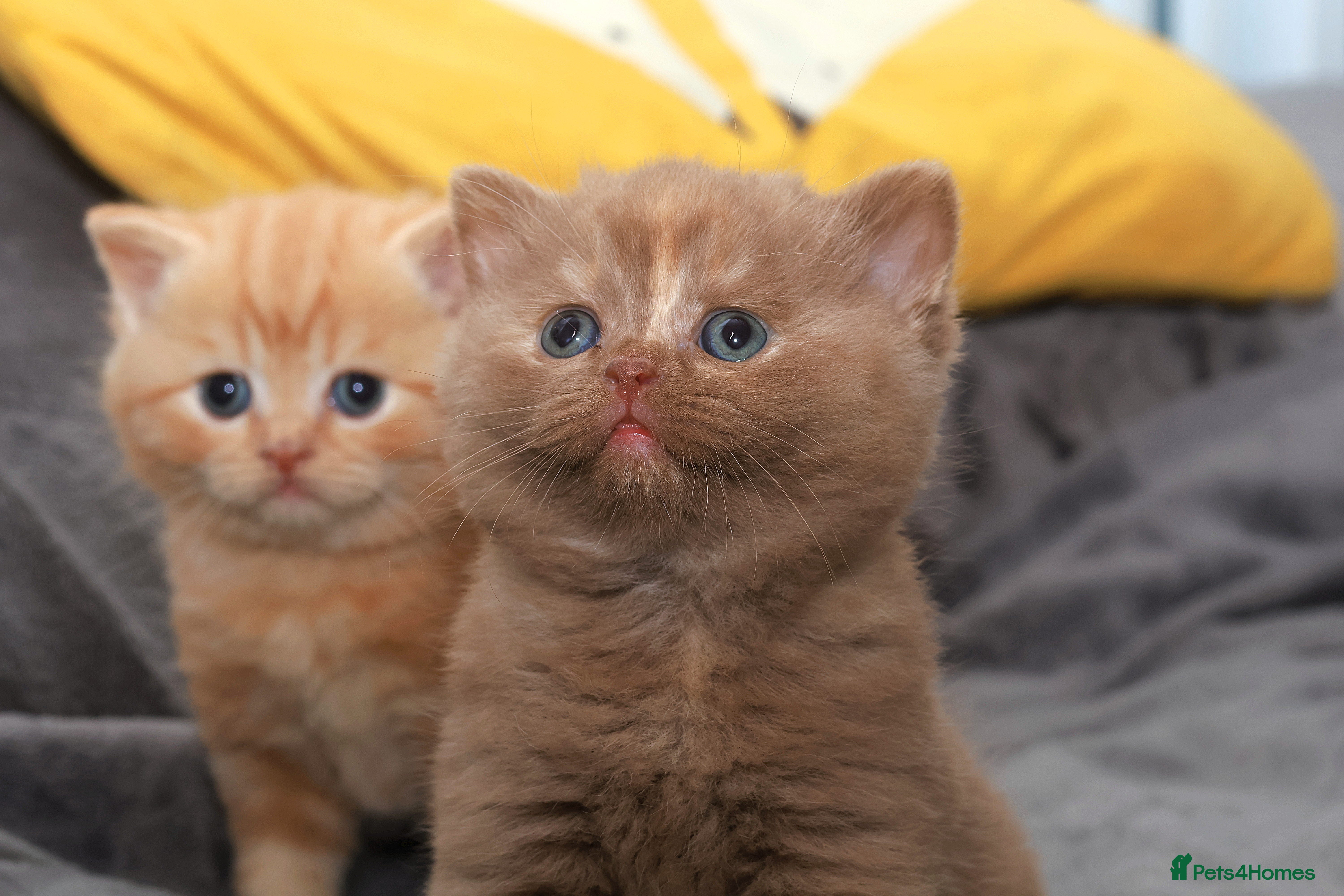 British Shorthair cats Cinnamon, Lilac & Ginger TICA Reg - Advert 3