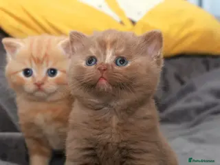 British Shorthair cats Cinnamon, Lilac & Ginger TICA Reg - Advert 3