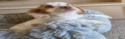 Cocker Spaniel dogs for sale: Working type Cocker spaniels- ready to leave now! - Advert 11