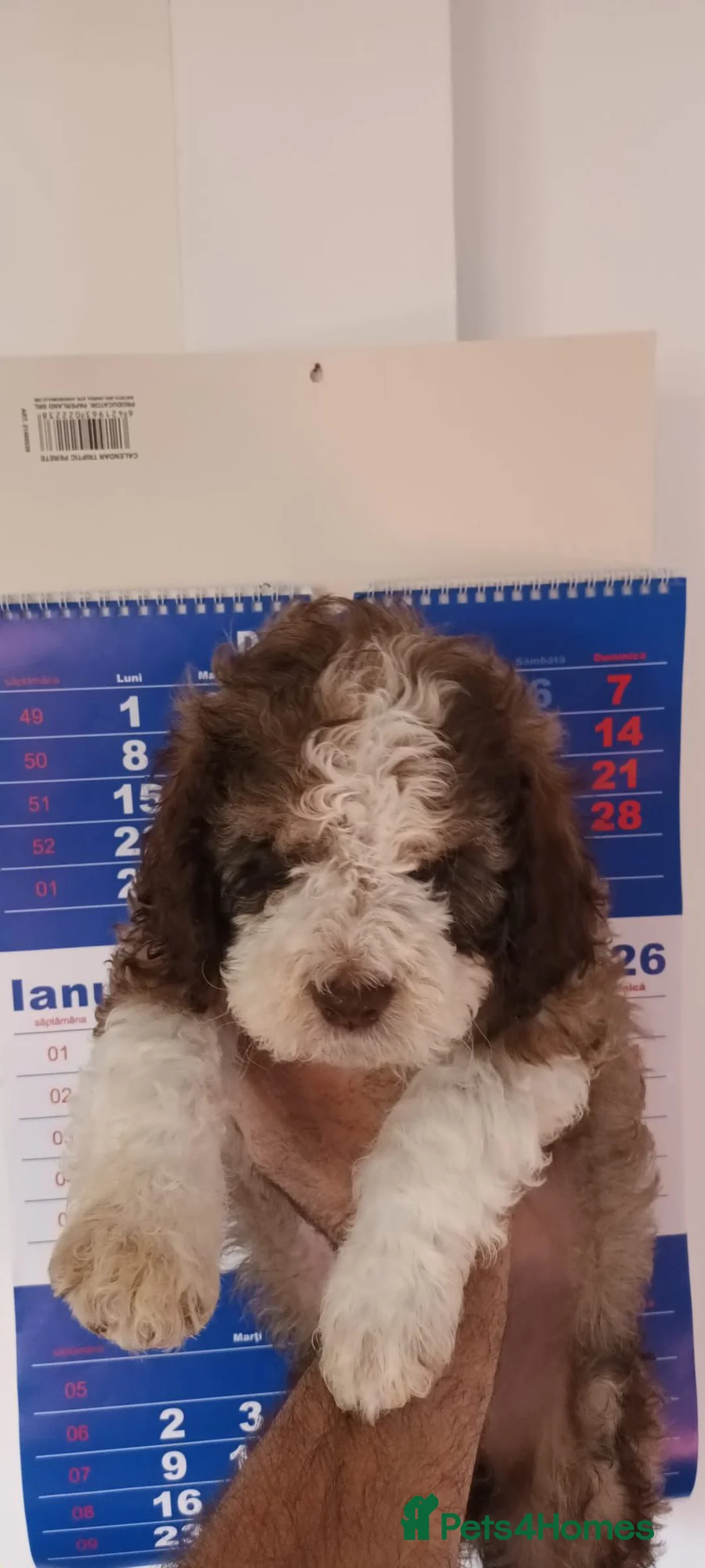 Lagotto Romagnolo dogs for sale: Lagotto Romagnolo - Advert 3