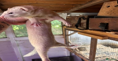 Ferret rodents - Advert 2