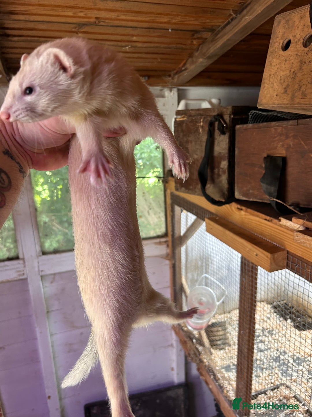 Ferret rodents for sale: 1 sliver girls and 1 polcot girl left - Image 2