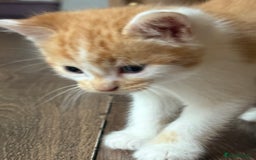 British Longhair cats for sale: Beautiful ginger and white marking kittens - Image 1