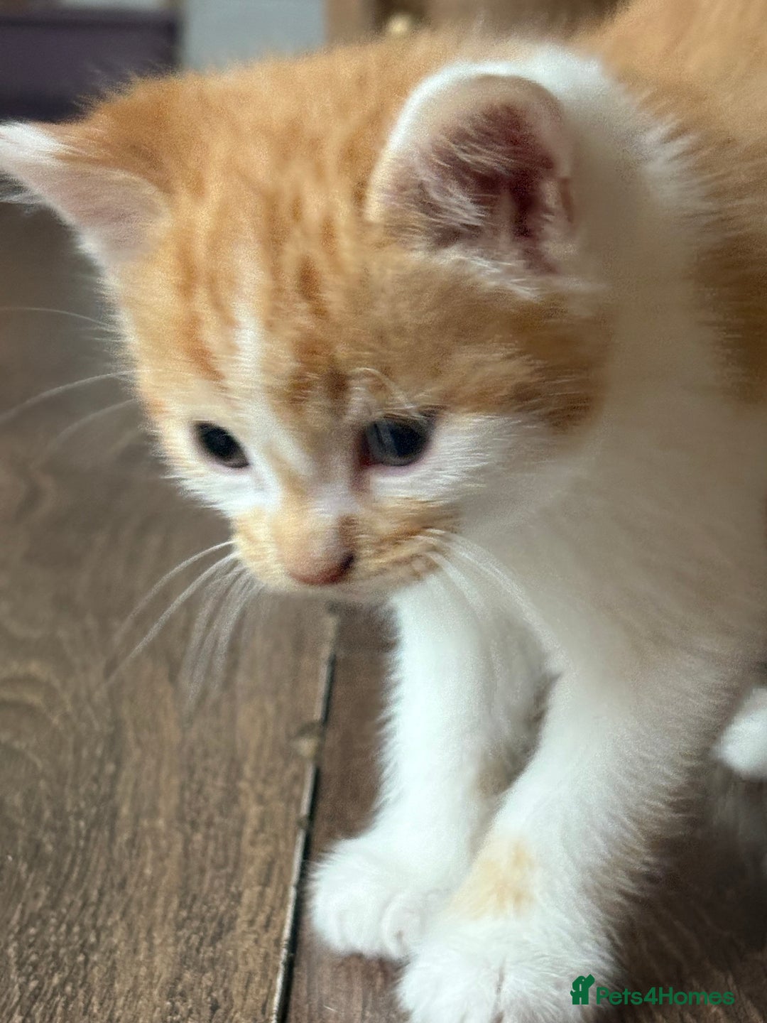 British Longhair cats for sale: Beautiful ginger and white marking kittens - Image 1