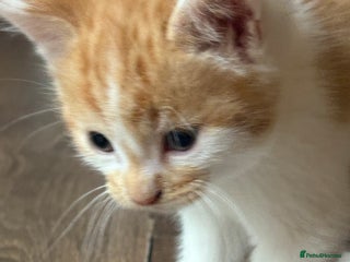 British Longhair cats Beautiful ginger and white marking kittens - Advert 1