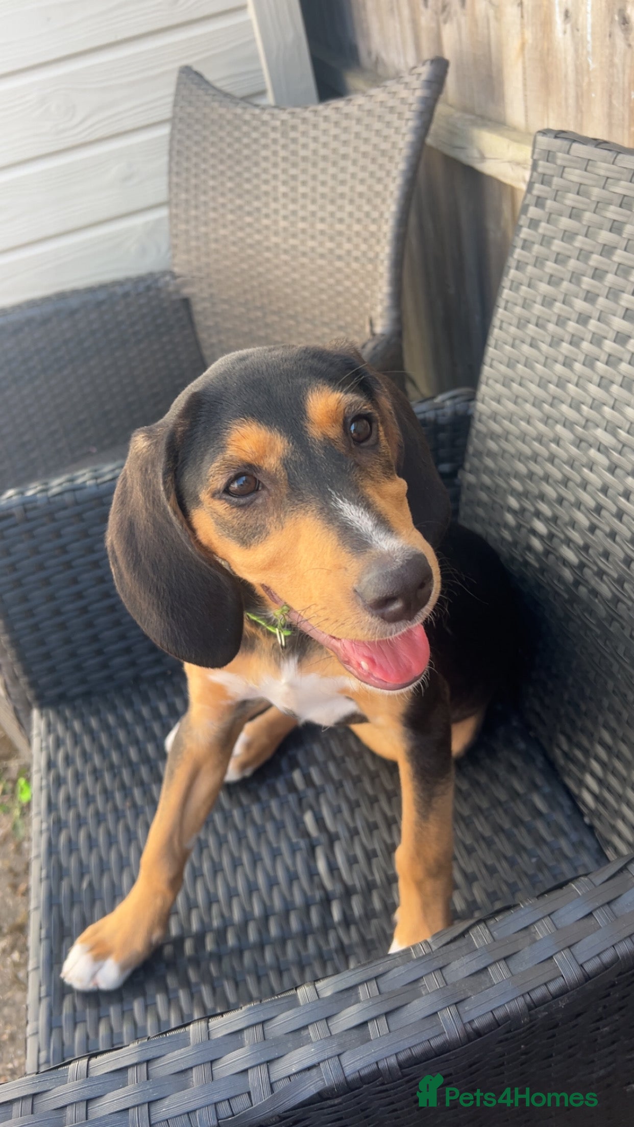 Mixed Breed dogs Puppy for rehoming  - Advert 4