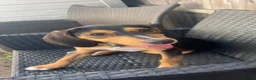 Mixed Breed dogs for sale: Puppy for rehoming  in Coventry - Advert 1