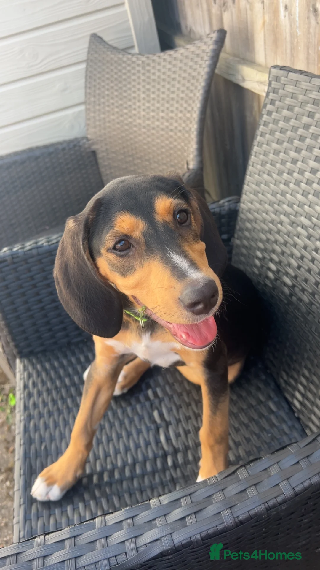 Mixed Breed dogs for sale: Puppy for rehoming  in Coventry - Advert 1