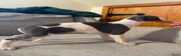 Whippet dogs for sale: Whippet pups  - Advert 8