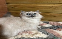 Ragdoll cats for sale: Tica Cherubim ragdoll kittens ready now  - Image 10