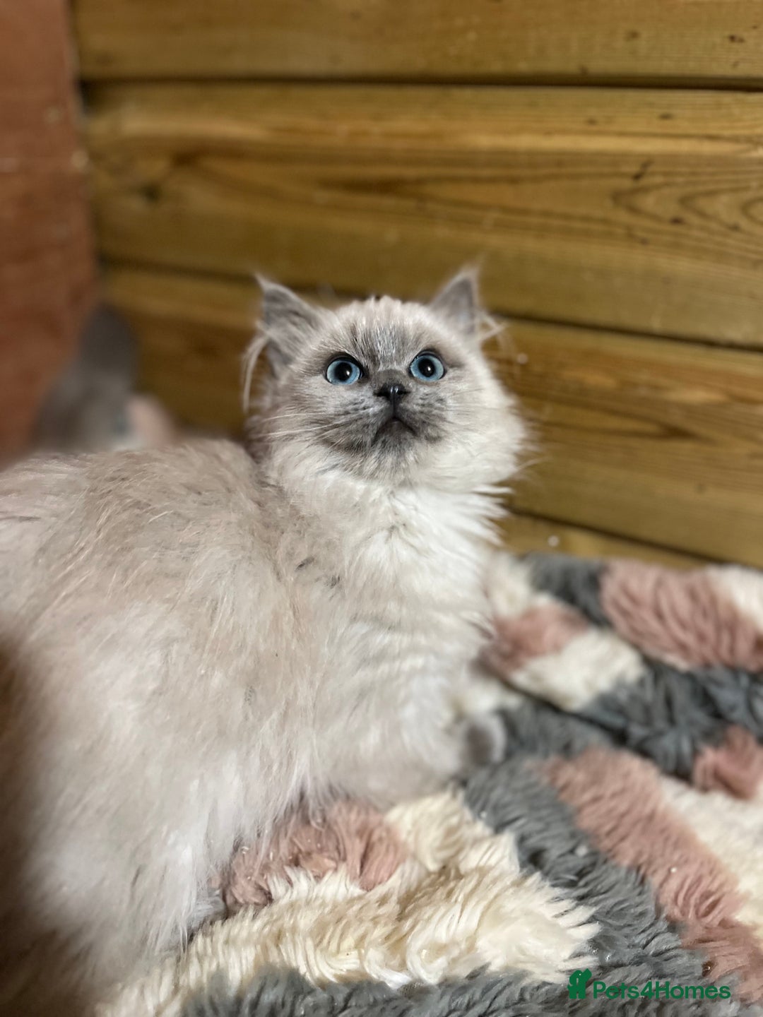 Ragdoll cats for sale: Tica Cherubim ragdoll kittens ready now  - Image 10