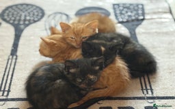 Mixed Breed cats for sale: Kittens For Sale - Image 9