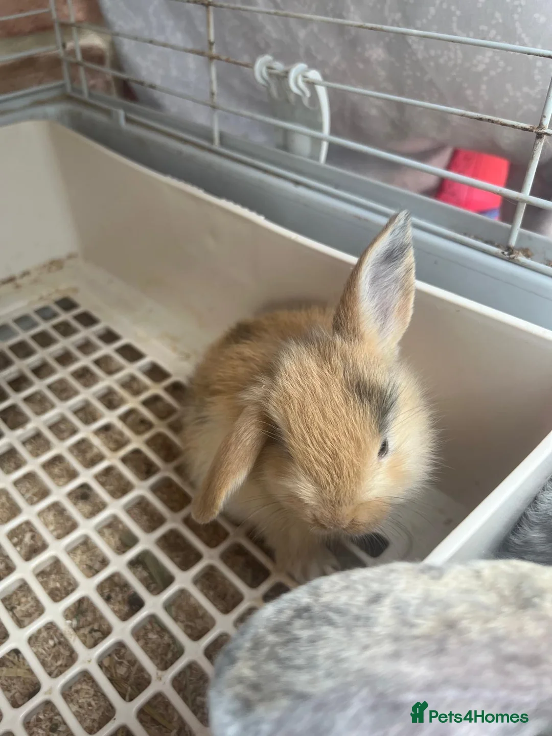 Mini Lop rabbits for sale: Beautiful mini lop bunnies  - Advert 2
