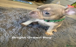 French Bulldog dogs for sale: Beautiful chunky Frenchies - Image 9
