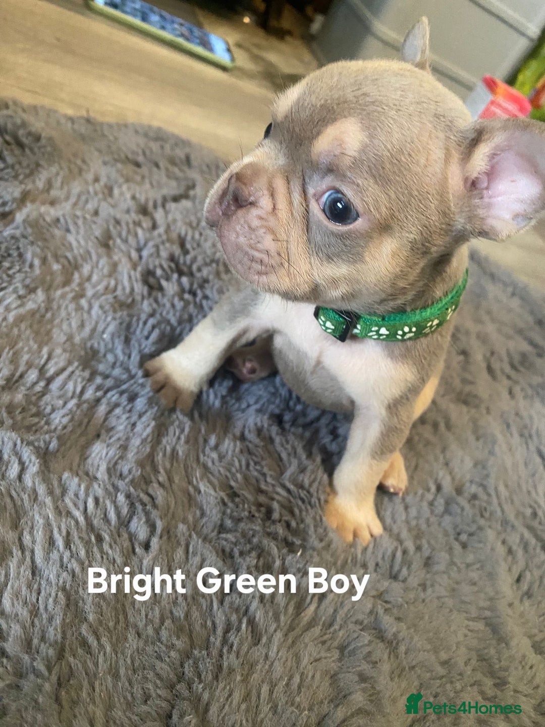 French Bulldog dogs for sale: Beautiful chunky Frenchies - Image 9