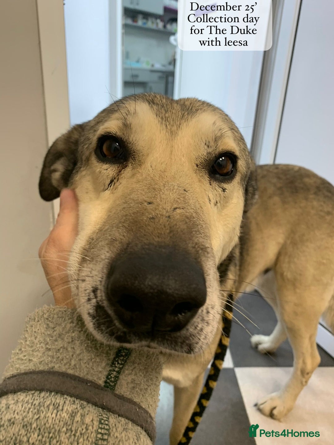 Mixed Breed dogs for adoption: The Duke, 8 yrs approx. Available for adoption. - Advert 14