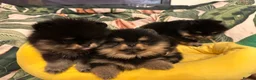 Pomeranian dogs for sale: KC Russian/Taiwan Pomeranian puppies - Advert 5