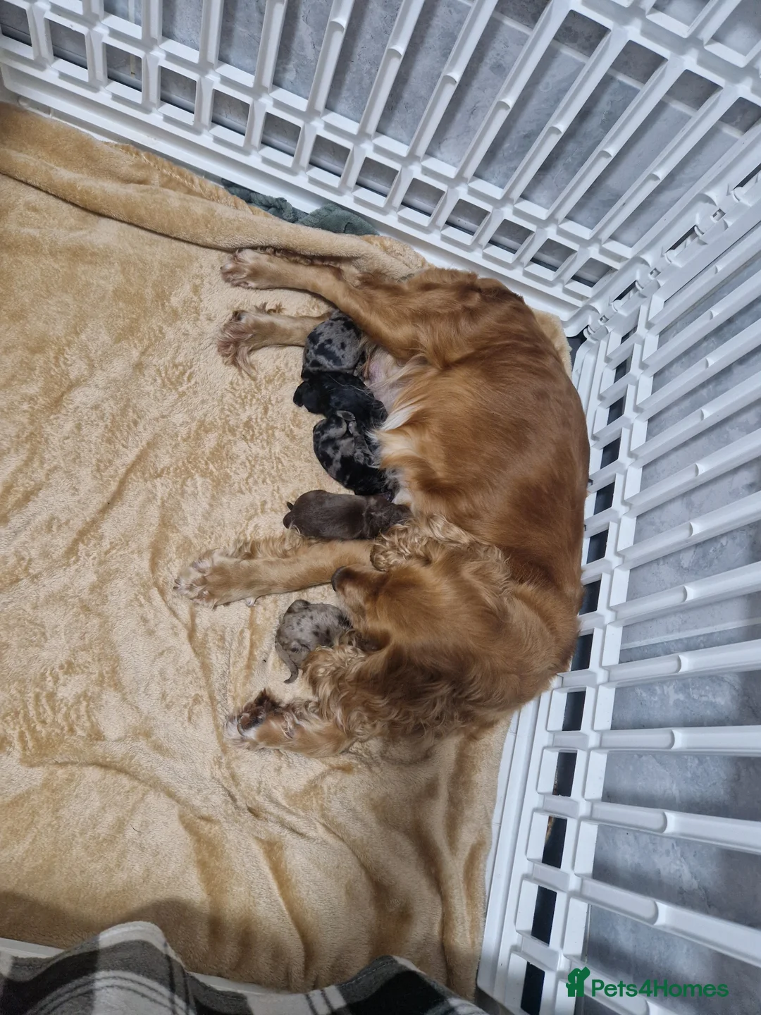 Cockapoo dogs for sale: Cockapoos - Advert 2