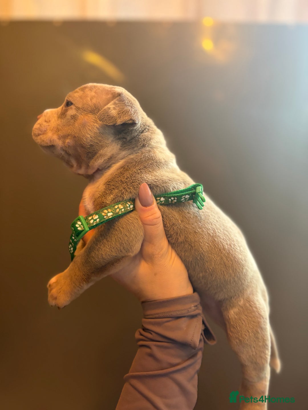 American Bully dogs for sale: ABKC Pocket Bully’s  - Image 11