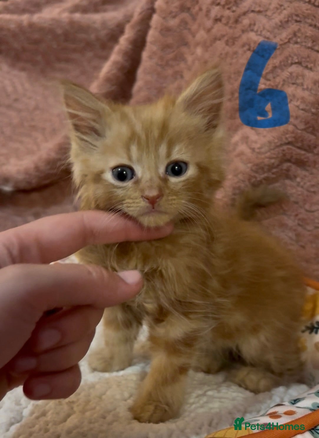 Mixed Breed cats for sale: 8 beautiful kittens ready for loving homes  - Advert 29