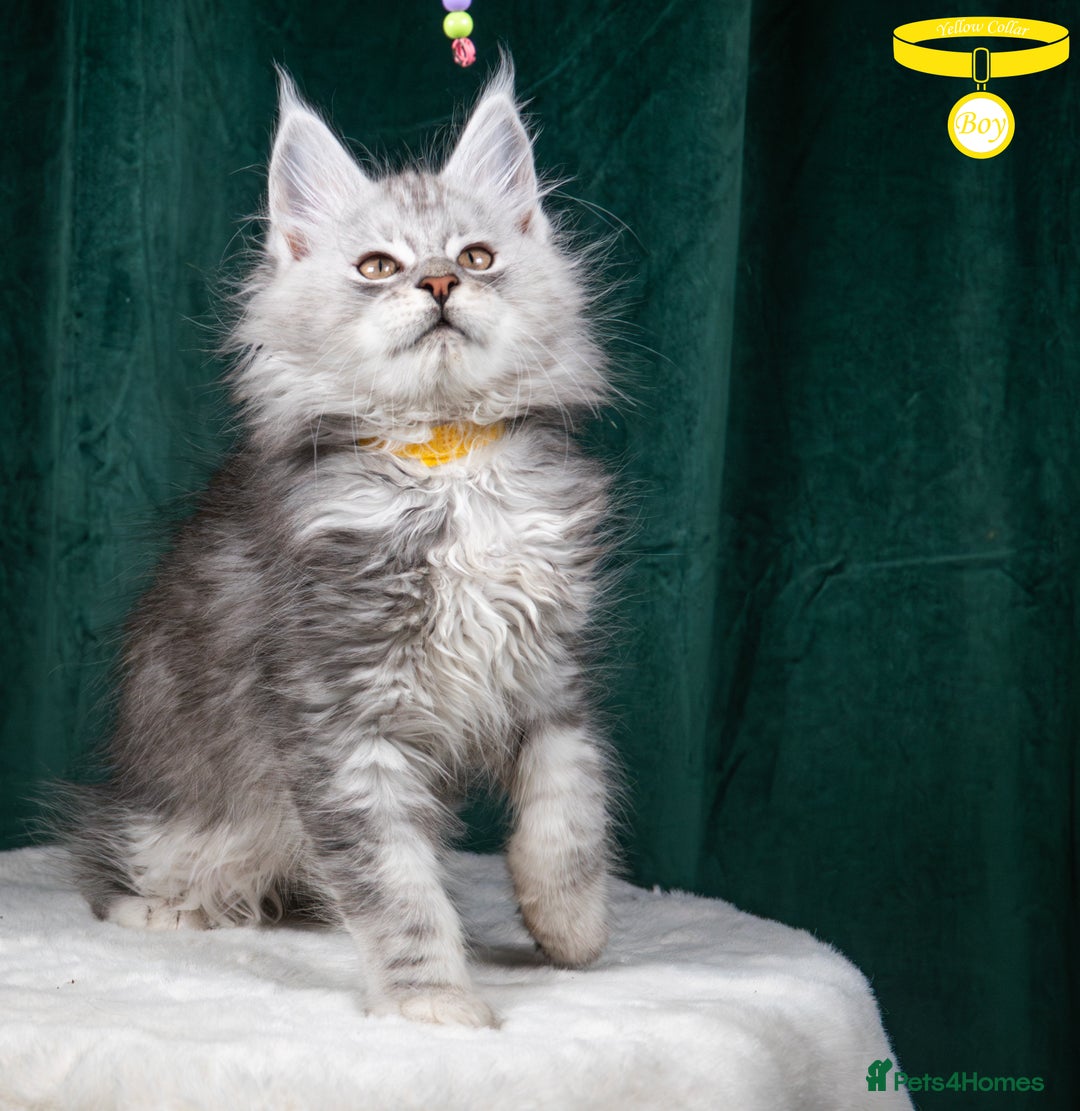 Maine Coon cats for sale: XL PEDIGREE TICA REGISTERED MAINE COON KITTENS - Advert 33