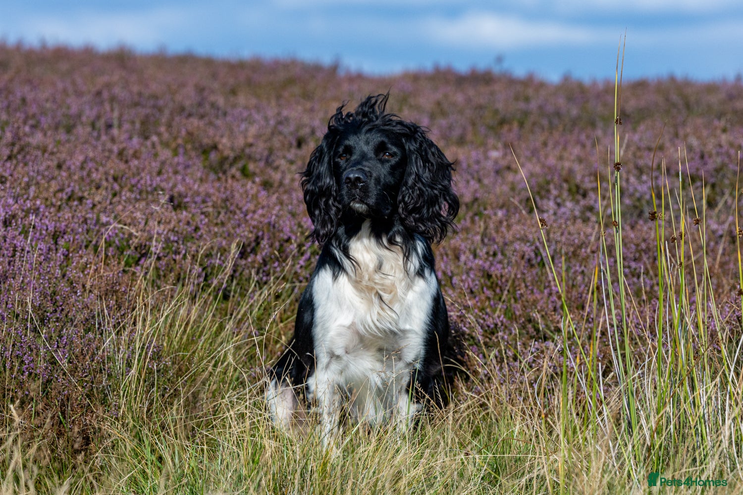 English Springer Spaniel dogs Heavily marked B&W FULLY HEALTH TESTED ESS in Leyburn - Advert 9