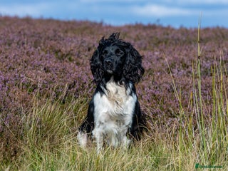English Springer Spaniel dogs in Leyburn - Advert 11