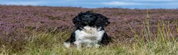 English Springer Spaniel dogs for stud: Heavily marked B&W FULLY HEALTH TESTED ESS in Leyburn - Advert 1
