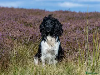 English Springer Spaniel dogs Heavily marked B&W FULLY HEALTH TESTED ESS in Leyburn - Advert 6
