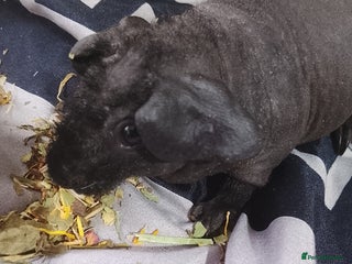 Guinea Pig rodents Skinny pig and carriers - Advert 11