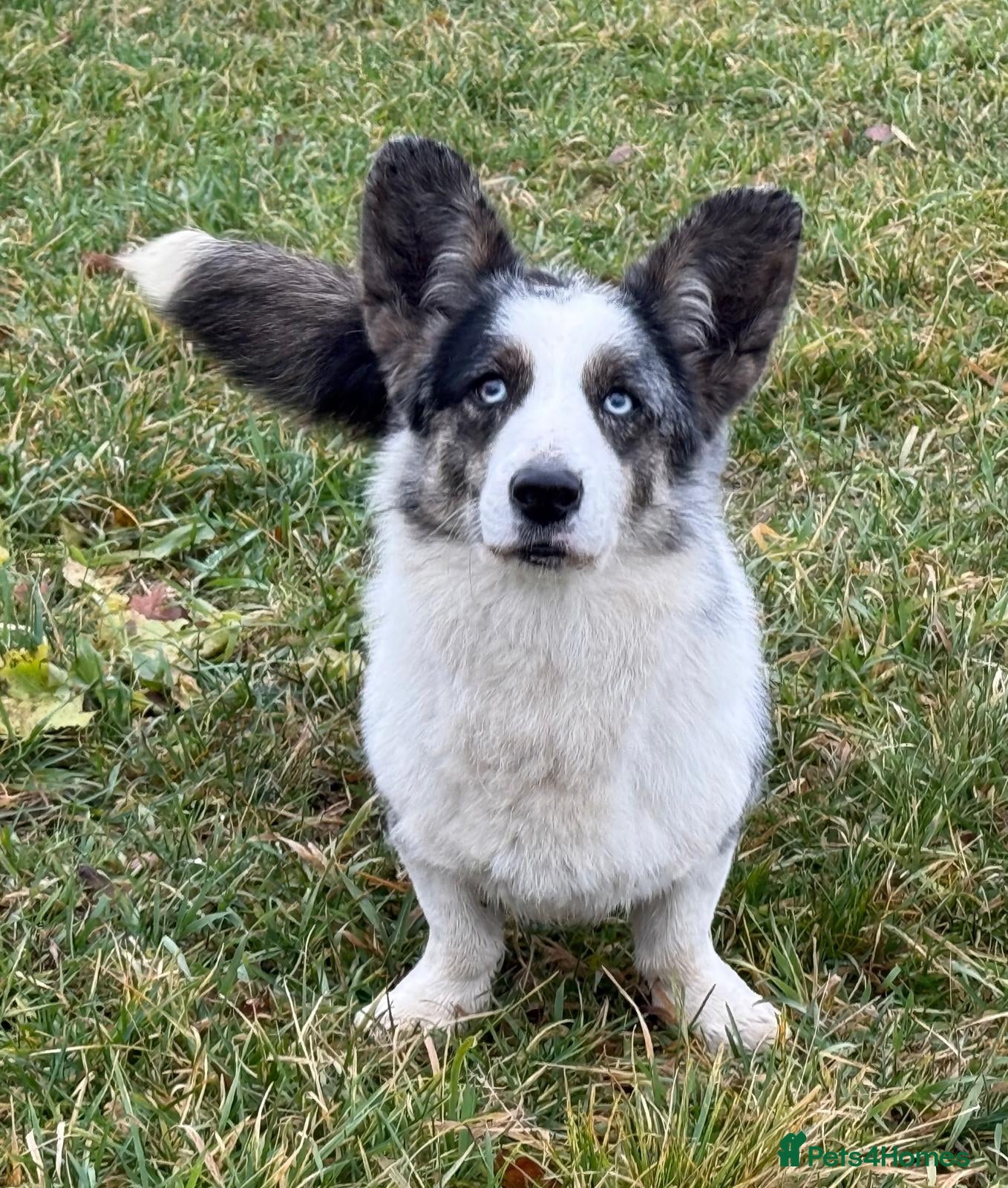Welsh Corgi Pembroke dogs MICHAEL – Welsh Corgi Pembroke (Male) - Advert 14