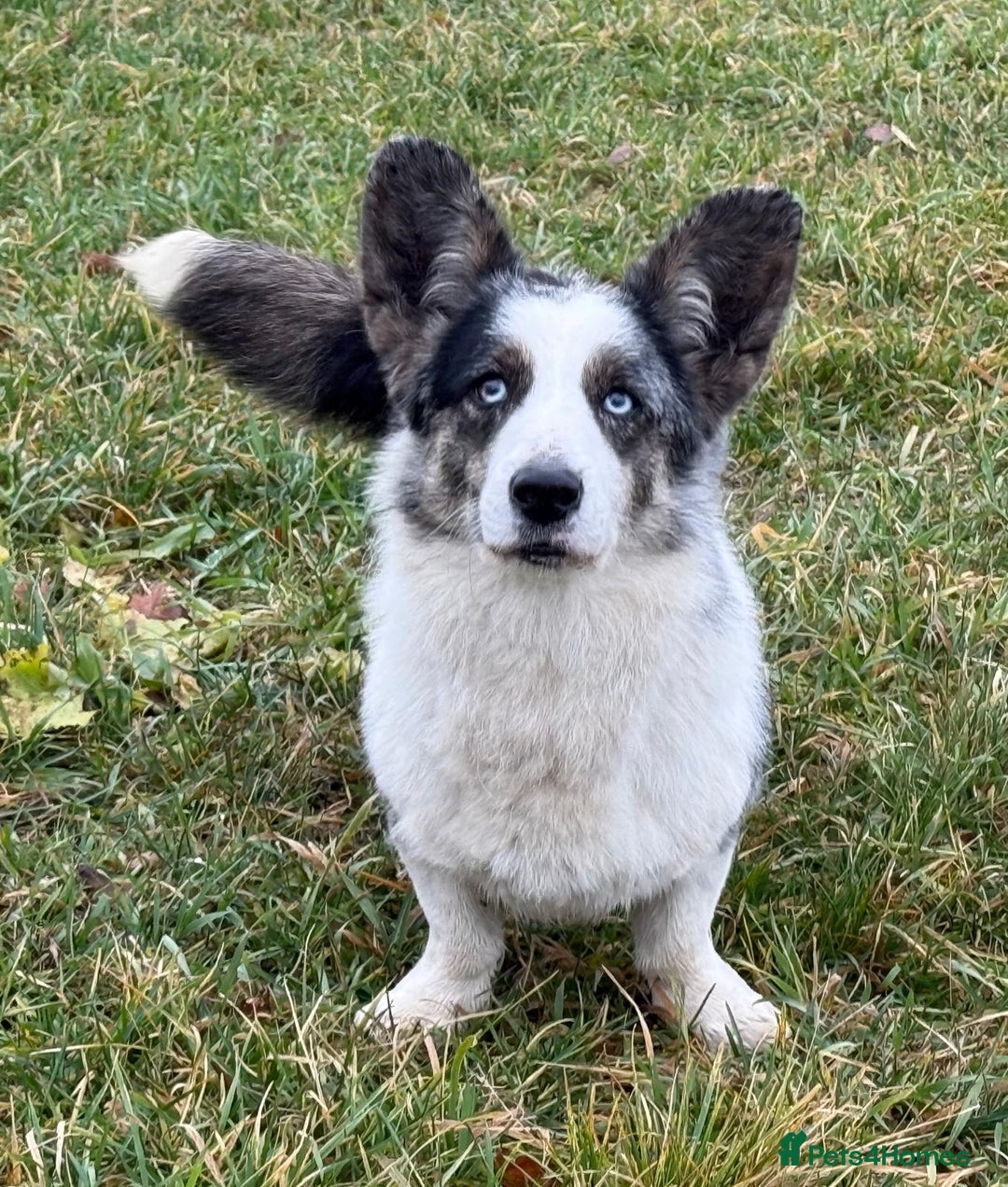 Welsh Corgi Pembroke dogs for adoption: MICHAEL – Welsh Corgi Pembroke (Male) - Advert 1
