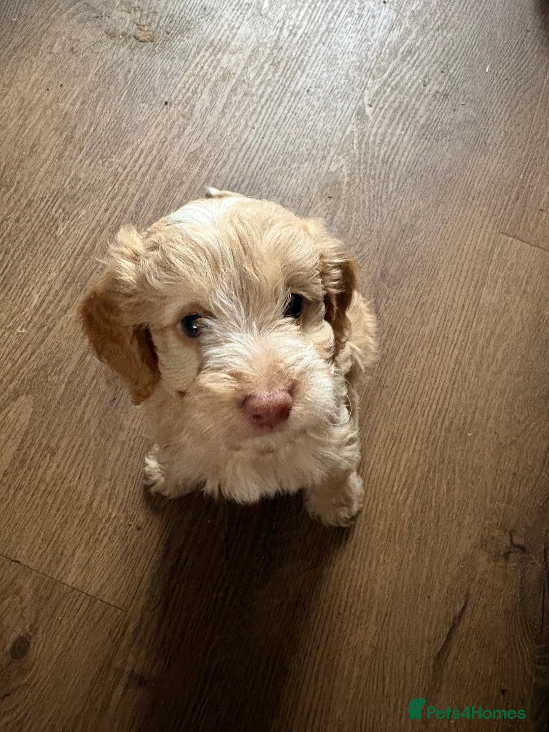 Cockapoo dogs for sale: F1 Unique Cockapoo Puppies  - Advert 7